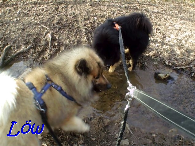 24.2.2021 - Dwix und Howard plantschen im Waldbächlein